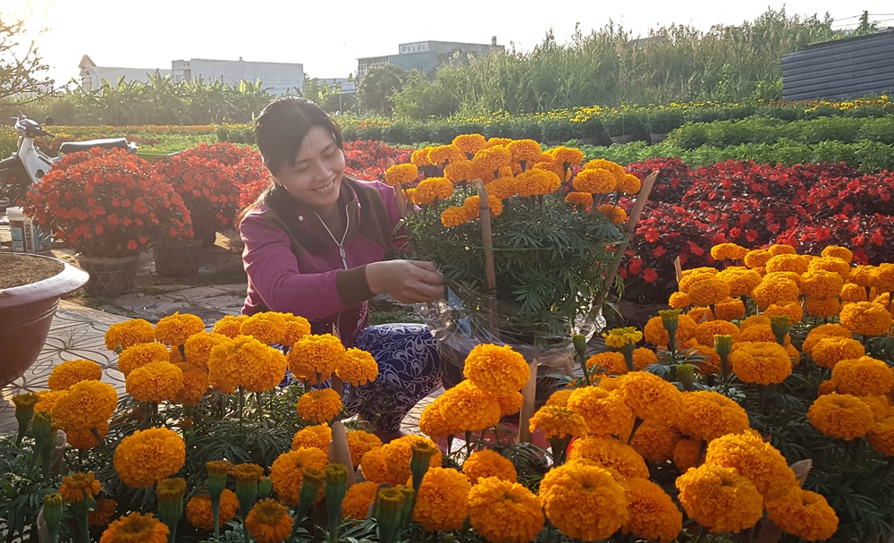 Du khách vào tận vườn để chọn mua hoa Tết.